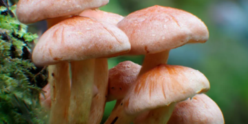 Mushroom Gummies