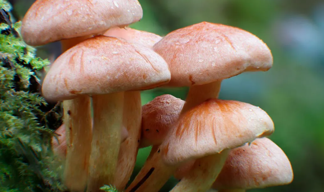 Mushroom Gummies