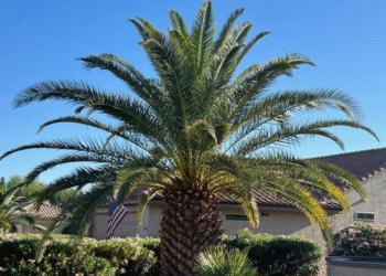 Palm & Pineapple Roofing and Exteriors