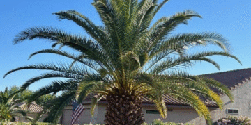 Palm & Pineapple Roofing and Exteriors