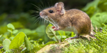 Hidden Dangers of Rodents in Randolph