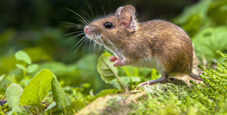 Hidden Dangers of Rodents in Randolph