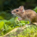 Hidden Dangers of Rodents in Randolph