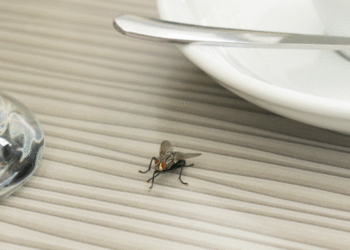 Say Goodbye to Pesky Flies
