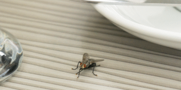 Say Goodbye to Pesky Flies