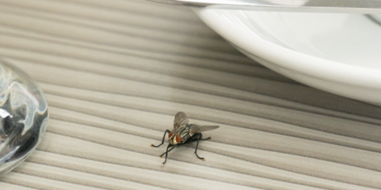 Say Goodbye to Pesky Flies