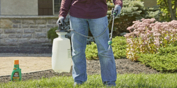 How to Achieve a Lush, Weed-Free Lawn Without Breaking a Sweat