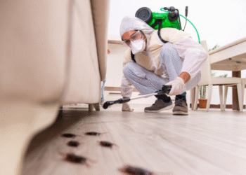How EvoFoam Pest Control Targets Infestations at the Source